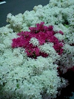 �J�L�X�I�ȉ�