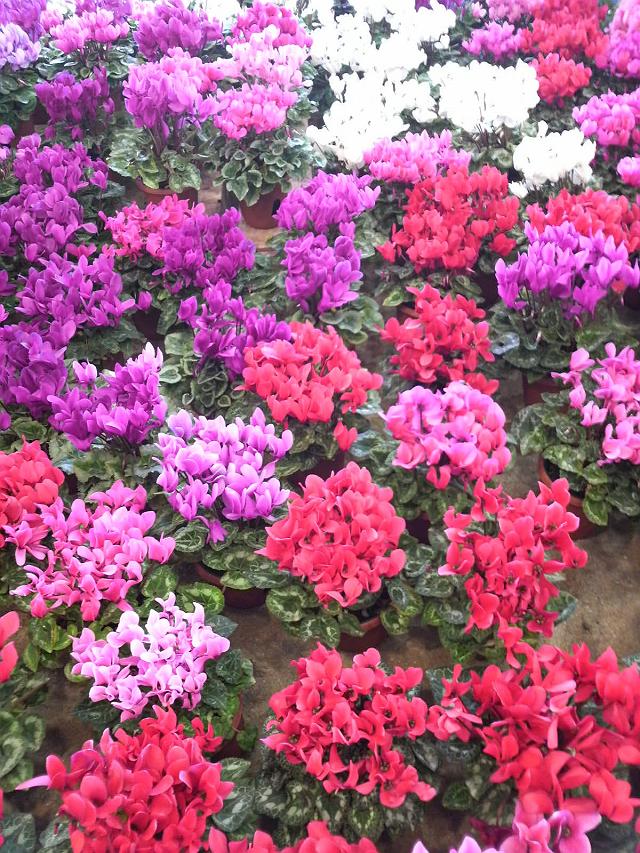 �V�N�������̂��ق�