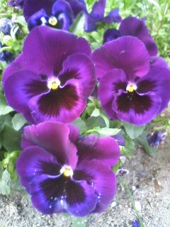 ������Ԃނ炳��