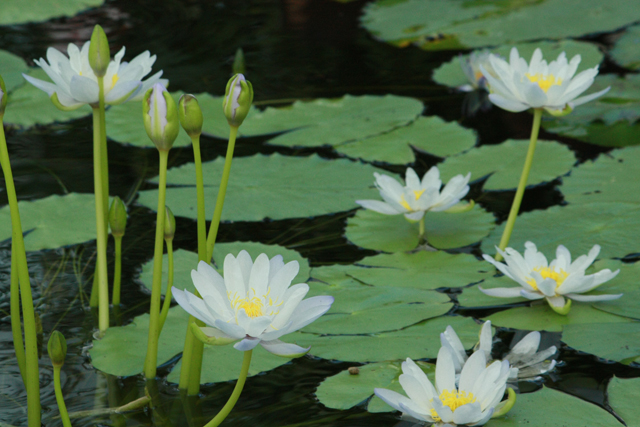 �X�C�����r�ɂ�