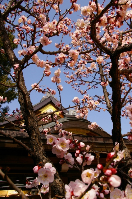 �~�ƓV�_�l�B