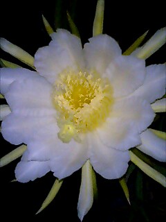 �������l�݂����Ȃ��