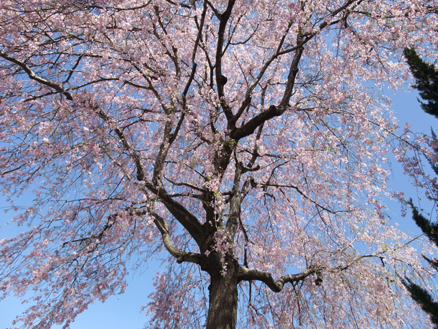 �����̓_�������Ԃ̓L���C