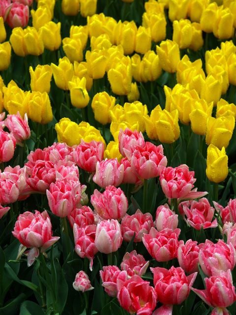 �J�オ��̃`���[���b�v