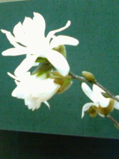 �h�΁i�Ə����炵���j