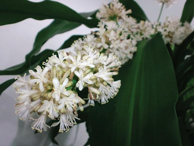 �h���Z�i�E�t���O�����X