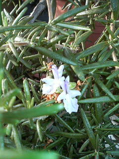 �D���ȍ���