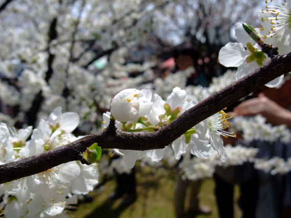 �A�[�����h�̉�