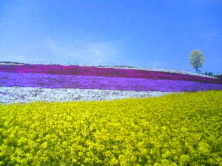 �ō��͂��ꂩ�炪�����ł�