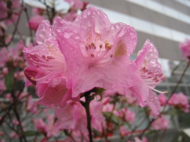 �J�ɂʂꂽ��