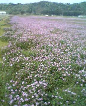 �s���N�̂��イ����