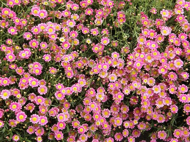 �݂�Ȃ��������Ă܂��I