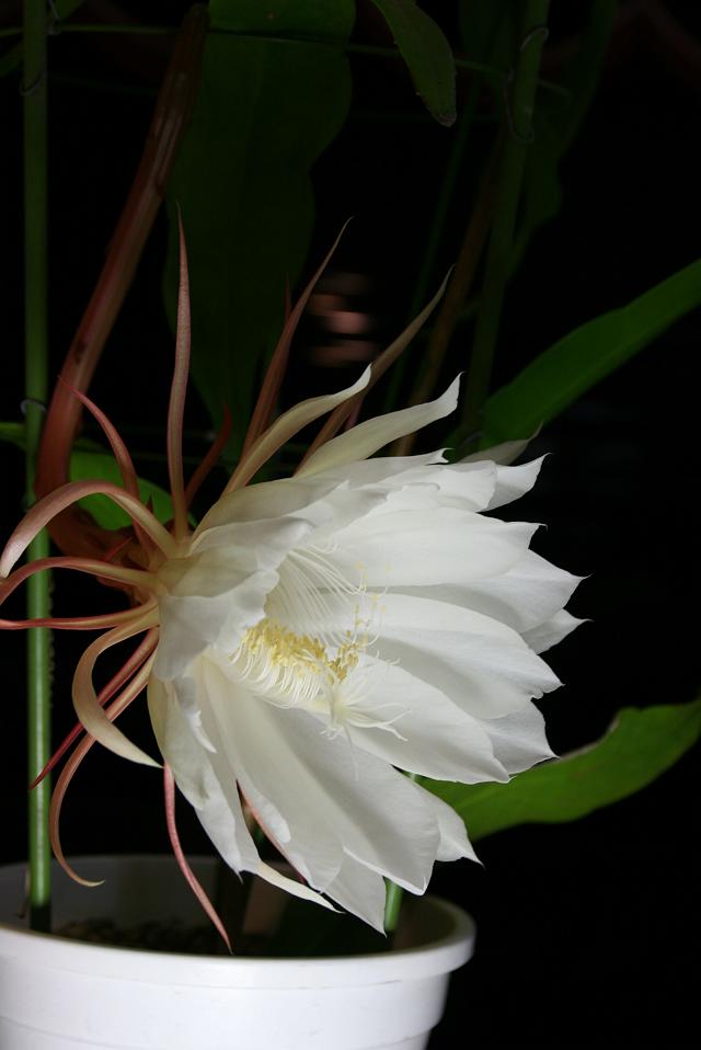 �������l