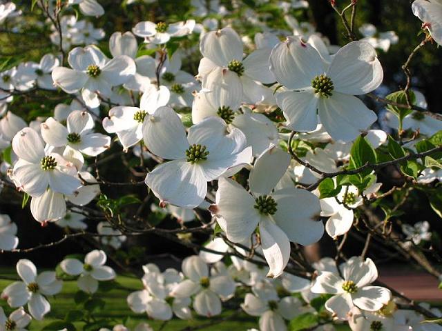 �ʖ��A�����J���}�{�E�V�B