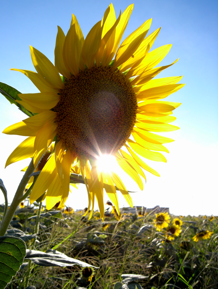 �������璭�߂����i�F�B