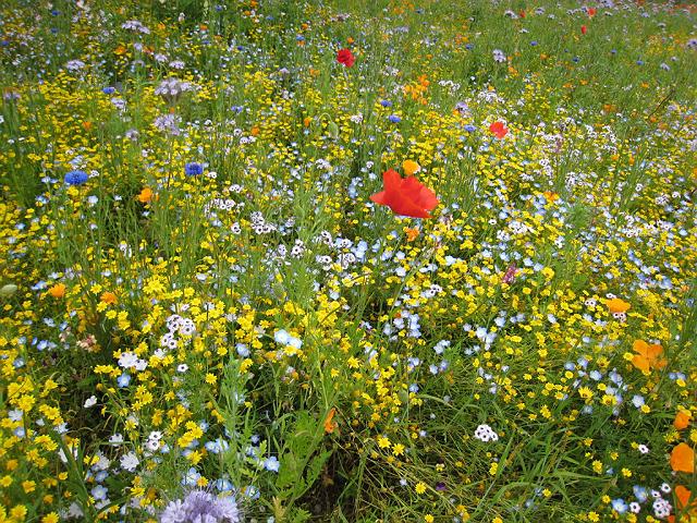 ���C���h�t�����[�̂��Ԕ�