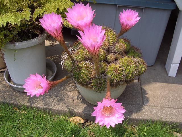 ���C�̉�!?