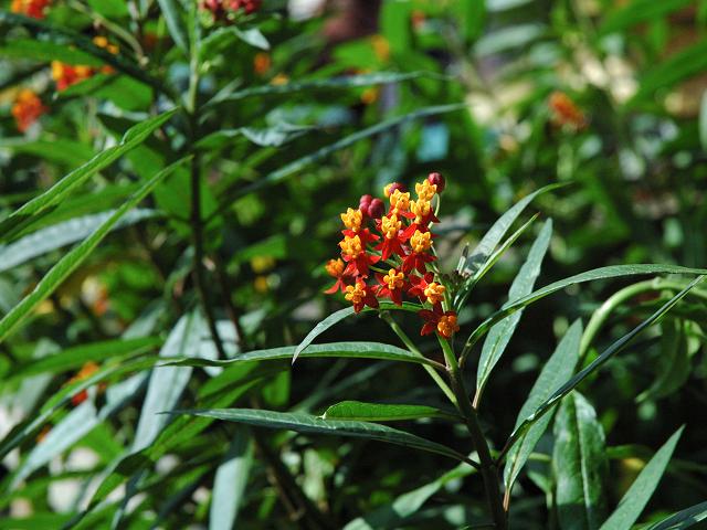 �v���o�̉Ԃ͂��܂ł�