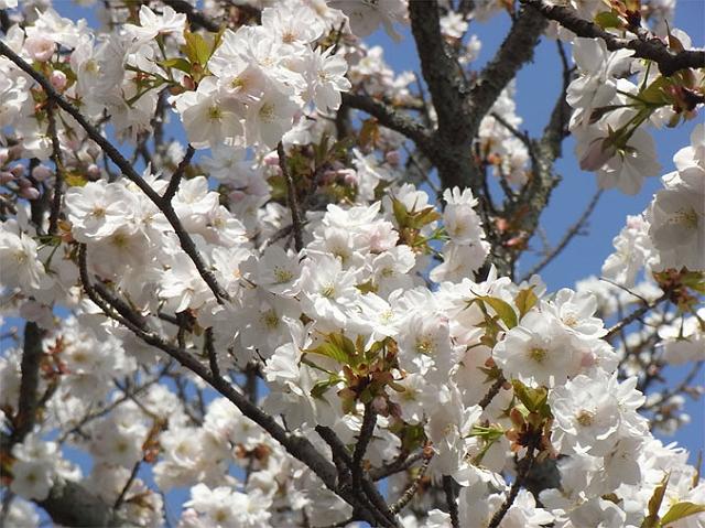 ���N�̋��s�̍�