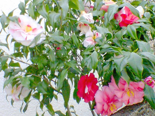 �L�����������ꂽ�I