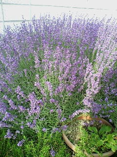 �����̒���