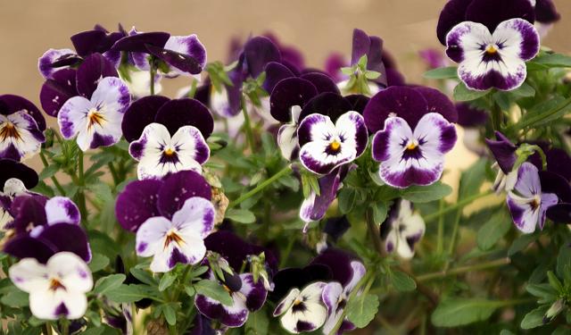 �q�Q�I���W