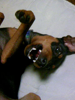 �J�b�R�C�C���ʂ̂���