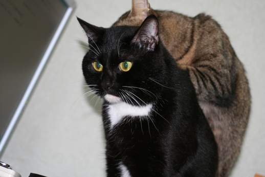 �P���Ă����R