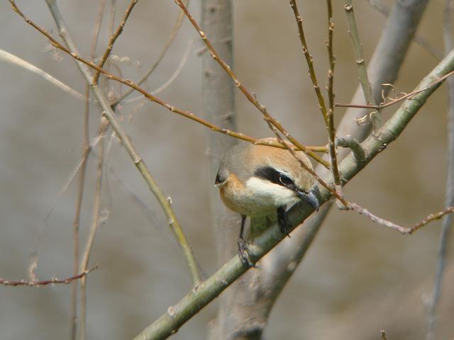 �����Ȏ�l