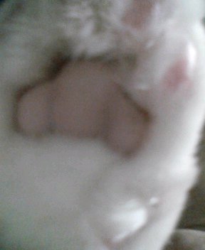 �s���N�̎�