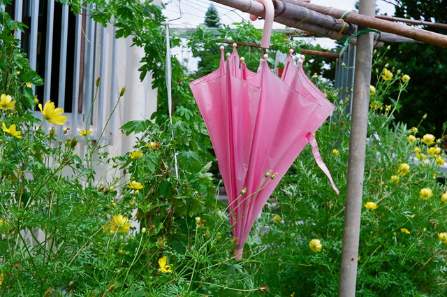 �Y���ꂽ�P�B