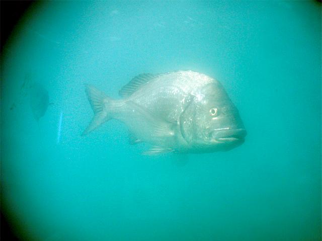 �N�[�����i�����j