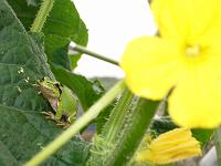 ���イ��ƃJ�G��