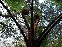 NZ�̃V�_�A��