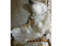 �񑫕��s�ŗx�苶���W���[���v