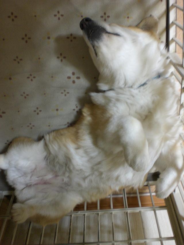 �񑫕��s�ŗx�苶���W���[���v