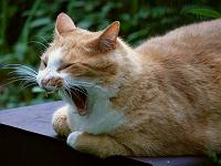 ���������сB