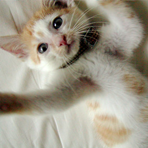 �e�L�̍��ł�