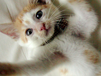 �e�L�̍��ł�