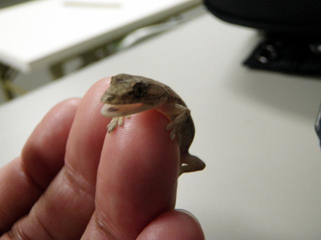 �������̐Ԃ����