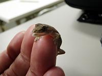 �������̐Ԃ����