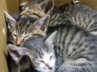 �g�[�e���|�[���t�H�[���[�V����