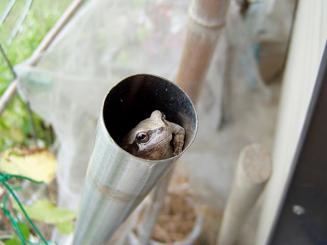 �S�p�C�v�ɃJ�G��