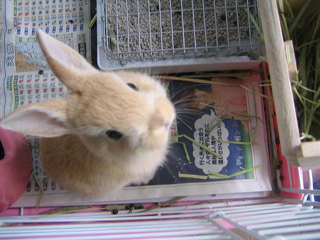 �P�΂R�����̑��q