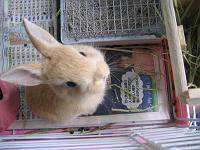 �P�΂R�����̑��q