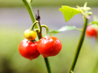 �Ǎ����g�}�g