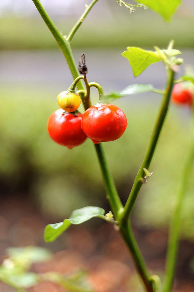 �Ǎ����g�}�g