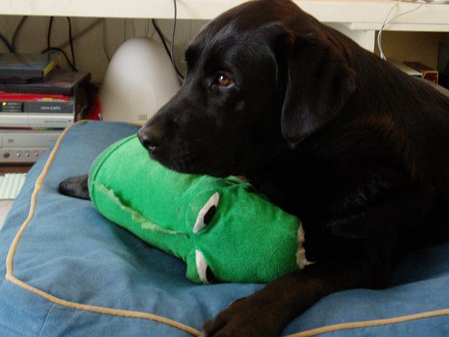 �����u�̃n�i�ł�