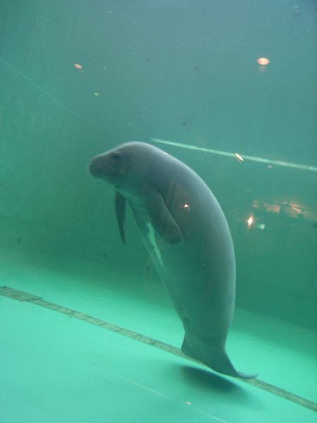 �l���`���̌�