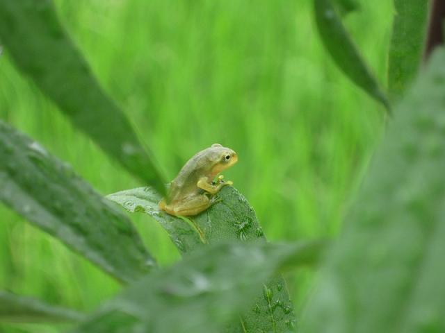 �݂ǂ�̃J�G��